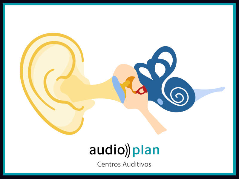 La anatomía de nuestro oído - AudioPlan